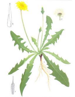 每天用蒲公英泡水喝到底有啥用？