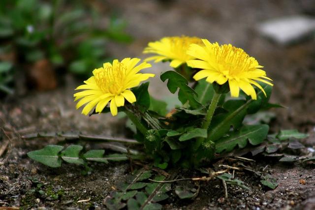 每天用蒲公英泡水喝到底有啥用？