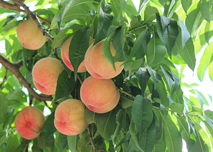  菜鸟云网络首页布局使用说明——栏目设置