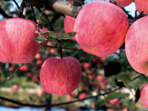  菜鸟云网络首页布局使用说明——菜单设置